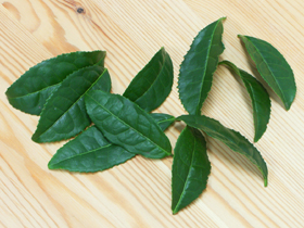 堅く育った四番茶を使用