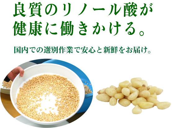松の実